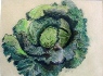 	35. Cabbage by Doreen McKerracher.JPG	